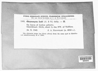Chrysomyxa ledi image